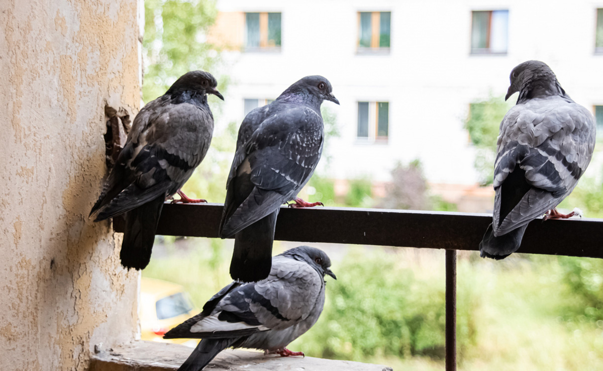 बालकनी में दोबारा नहीं आएंगे कबूतर, अगर लगा लिए ये 5 पौधे, घर भी लगेगा खूबसूरत