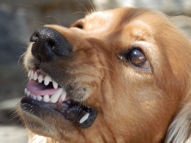 20 Times Increase In Dog Bite Incidents In Bihar: State Economic Survey