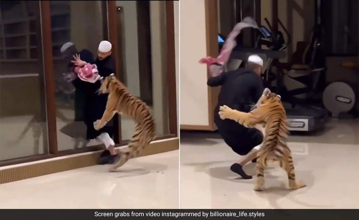 Video: Pet Tiger Chases Man In Lavish Dubai Home, Internet Reacts