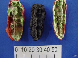 DNA From 10,000-Year-Old "Chewing Gum" Reveals Stone Age Secrets DNA From 10,000-Year-Old "Chewing Gum" Reveals Stone Age Secrets