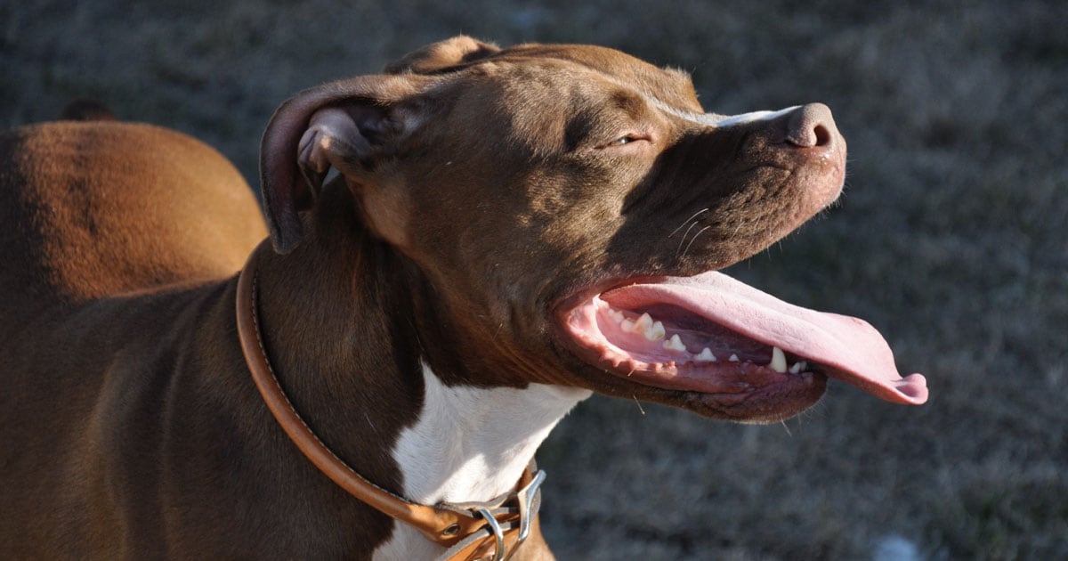 Dog Breeds Banned Around The World