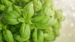 Health Benefits Of Consuming Tulsi Water