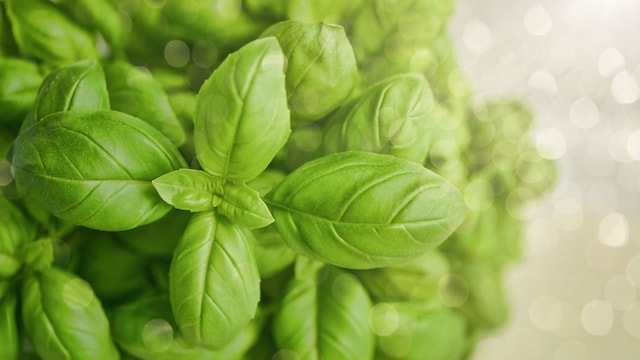 Tulsi water can improve oral health due to its antibacterial and anti-inflammatory properties