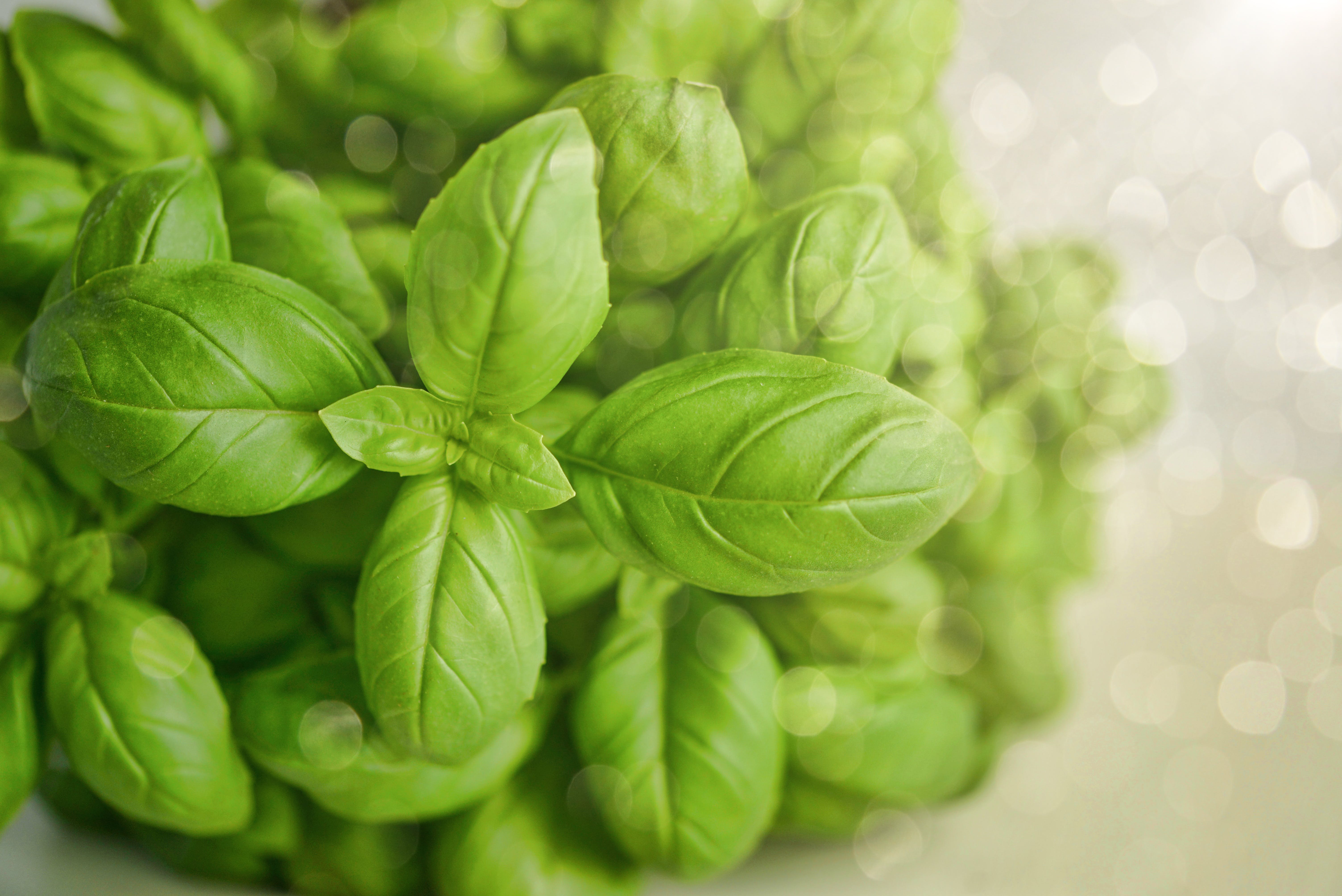 Tulsi water can improve oral health due to its antibacterial and anti-inflammatory properties