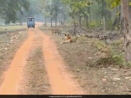 Anil Kumble Captures Tigers...Through The Lens. Shares Video Anil Kumble Captures Tigers...Through The Lens. Shares Video