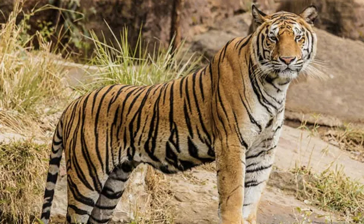 'टाइगर स्टेट' मध्यप्रदेश में बाघों पर खतरा, हर दसवें दिन हो रही एक की मौत