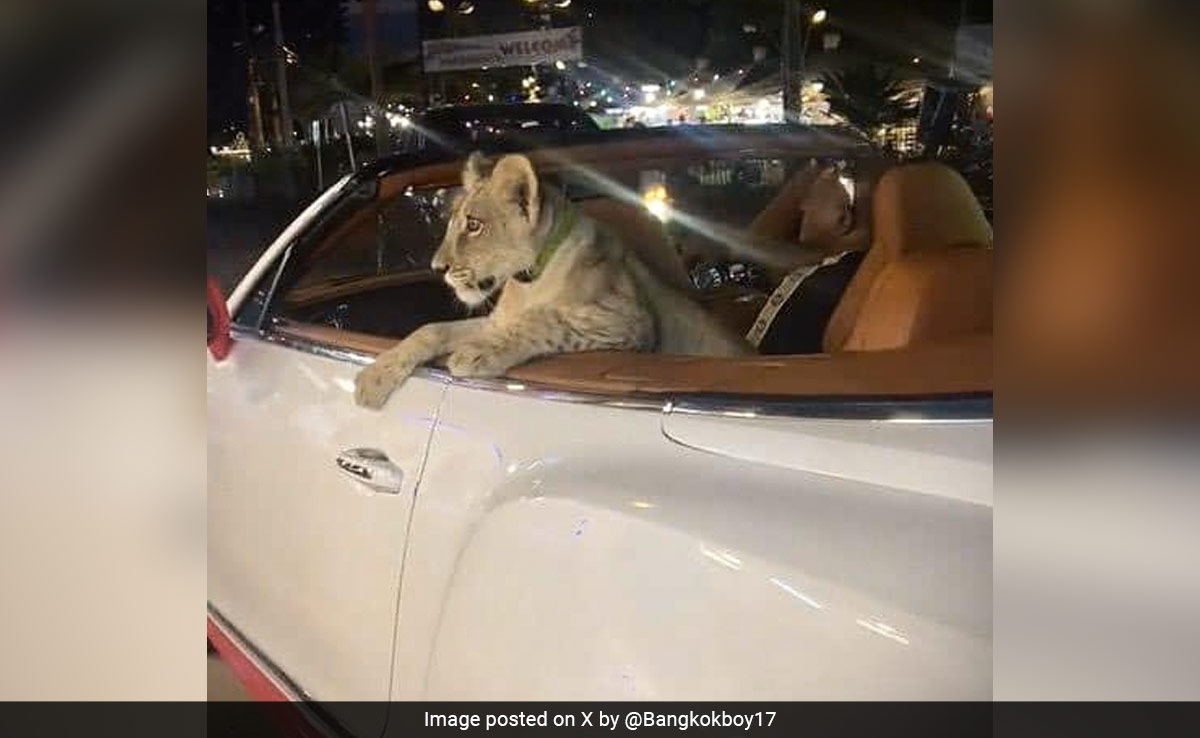 Watch: Tourist In Thailand Spotted Driving Bentley With Lion Cub In Backseat, Probe Launched