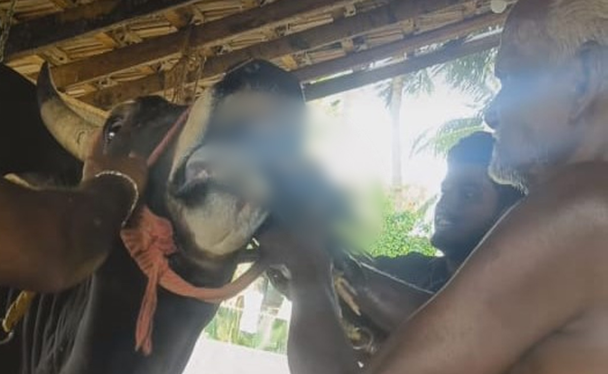 Video Shows Jallikattu Bull Being Fed Live Rooster, Case Against YouTuber