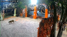 On CCTV, Leopard Enters Ghorakhal Temple In Uttarakhand, Roams Around