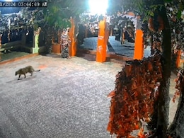 On CCTV, Leopard Enters Ghorakhal Temple In Uttarakhand, Roams Around