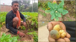बेमौसम बारिश के बाद कोहरे की चपेट में सब्जियां, उमरिया में किसानों की फसलें हुई बर्बाद