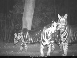 ओडिशा के जंगलों में दिखा अत्यंत दुर्लभ ब्लैक टाइगर का कुनबा, IFS अफसर ने शेयर किया वीडियो ओडिशा के जंगलों में दिखा अत्यंत दुर्लभ ब्लैक टाइगर का कुनबा, IFS अफसर ने शेयर किया वीडियो
