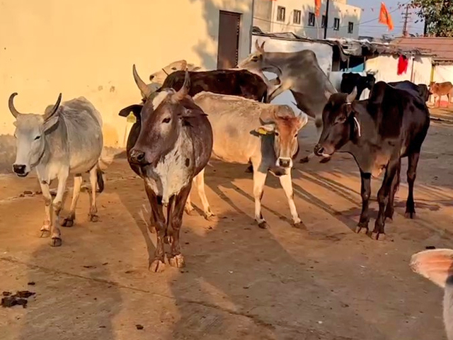 मध्य प्रदेश में हर गोवंश के लिए सिर्फ़ 20 रुपए का अनुदान, वो भी कई महीनों तक नहीं मिलता