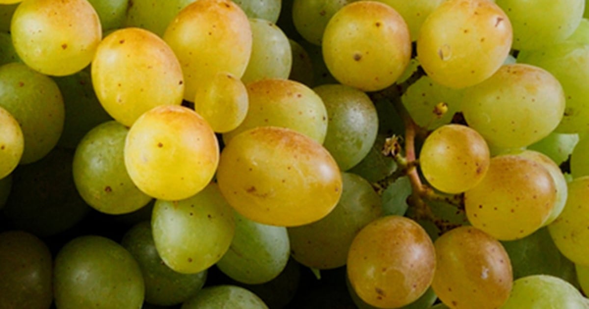 Grapes Eating Benefits: अंगूर खाने के 7 कमाल के फायदे