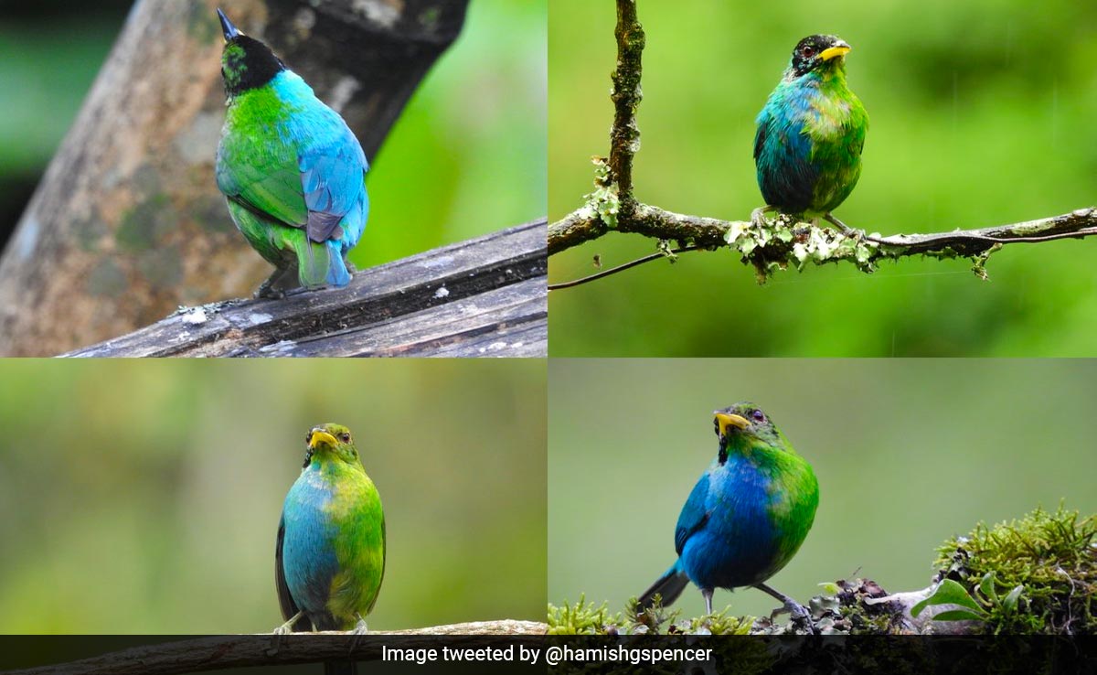 बेहद कमाल का है ये पक्षी, आधा नर है और आधा मादा, इसकी सच्चाई जानकर रह जाएंगे हैरान