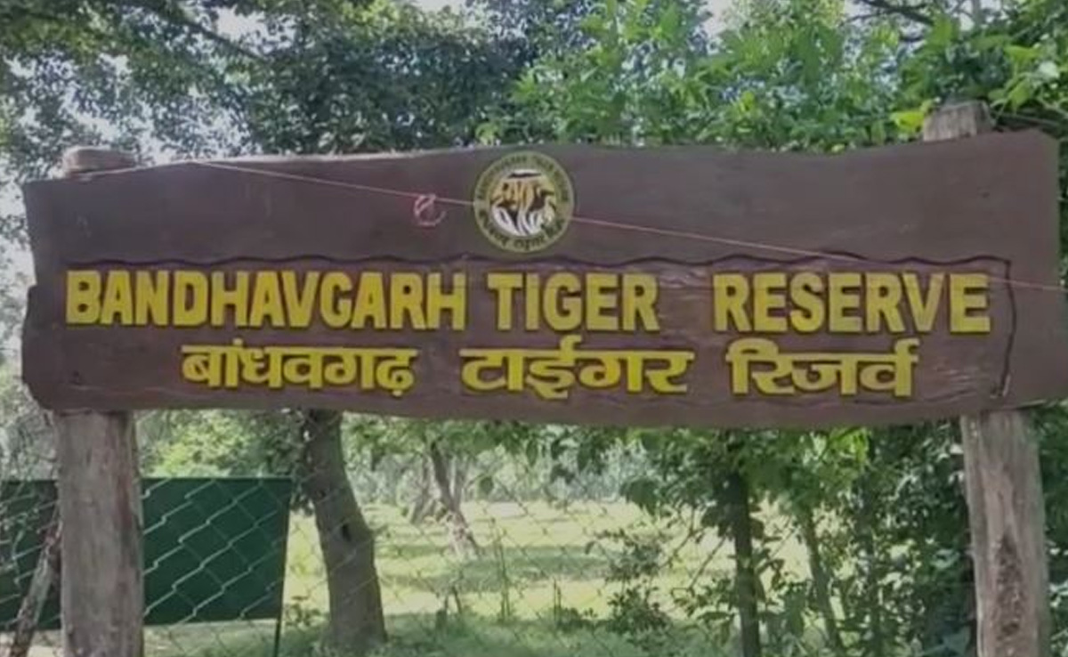 Bandhavgarh National Park: टाइगर सफारी के दौरान जंगली हाथी ने जिप्सी को खदेड़ा, देखिए वीडियो