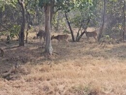 सागर के रानी दुर्गावती टाइगर रिजर्व में बाघों की संख्या बढ़ने से लगा सैलानियों का जमावड़ा, मिल रही है 50 प्रतिशत की छूट सागर के रानी दुर्गावती टाइगर रिजर्व में बाघों की संख्या बढ़ने से लगा सैलानियों का जमावड़ा, मिल रही है 50 प्रतिशत की छूट