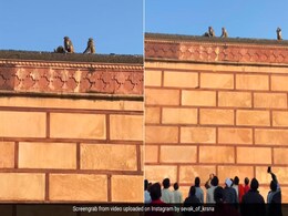 वृंदावन में आईफोन चुराकर भागा बंदर, दीवार पर जाकर बैठा, फ्रूटी के बदले जब शख्स ने मांगा मोबाइल, फिर जो हुआ... वृंदावन में आईफोन चुराकर भागा बंदर, दीवार पर जाकर बैठा, फ्रूटी के बदले जब शख्स ने मांगा मोबाइल, फिर जो हुआ...