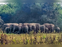 Wild Elephants Enter School In Tamil Nadu, Damage Infrastructure Wild Elephants Enter School In Tamil Nadu, Damage Infrastructure