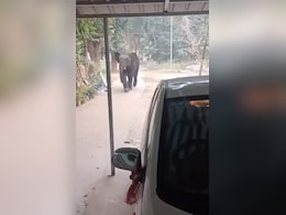 Video: Elephant Strays Into Odisha Town, People Forced To Stay Indoors
