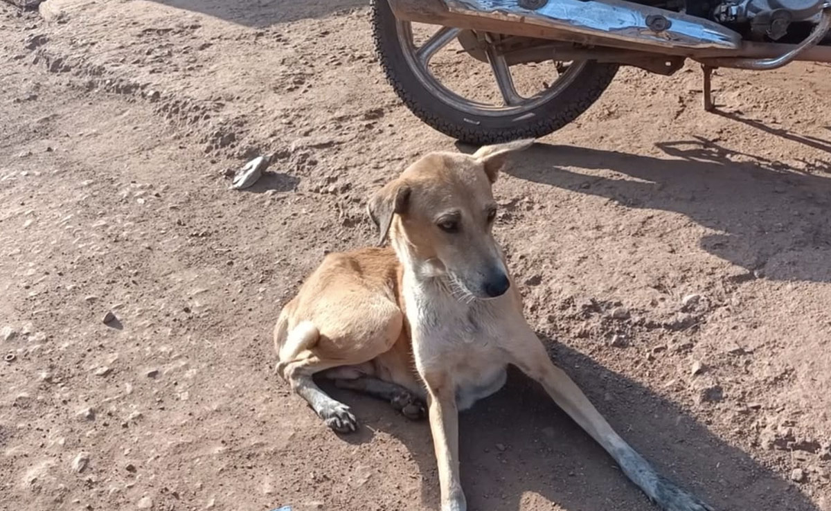 भोपाल में आवारा कुत्तों ने 6 साल के बच्चे को नोच-नोच कर मार डाला, पीड़ित परिवार को डीएम ने दी आर्थिक मदद