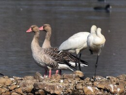 सात समंदर पार कर झालावाड़ आए प्रवासी पक्षी, विभिन्न जलाशयों में डाल रखा है डेरा