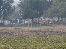 Video: Elephant Herd Charges Across Assam Forests, Picnickers Panic Video: Elephant Herd Charges Across Assam Forests, Picnickers Panic