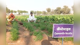 बर्फ में पैदा होने वाली सब्जियां अब रेगिस्तान में भी मिलेंगी, जानिए क्या है 'कृषि का ATM' तकनीक?