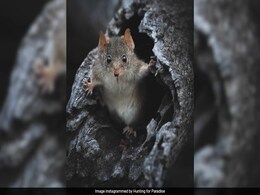 After Deadly Mating, Antechinus Morph into Cannibals, Reveals Study After Deadly Mating, Antechinus Morph into Cannibals, Reveals Study