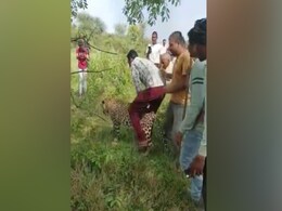 Dewas : बीमार तेंदुए की सवारी पड़ी महंगी, दो आरोपियों को कोर्ट ने भेजा जेल, ये है पूरा मामला Dewas : बीमार तेंदुए की सवारी पड़ी महंगी, दो आरोपियों को कोर्ट ने भेजा जेल, ये है पूरा मामला