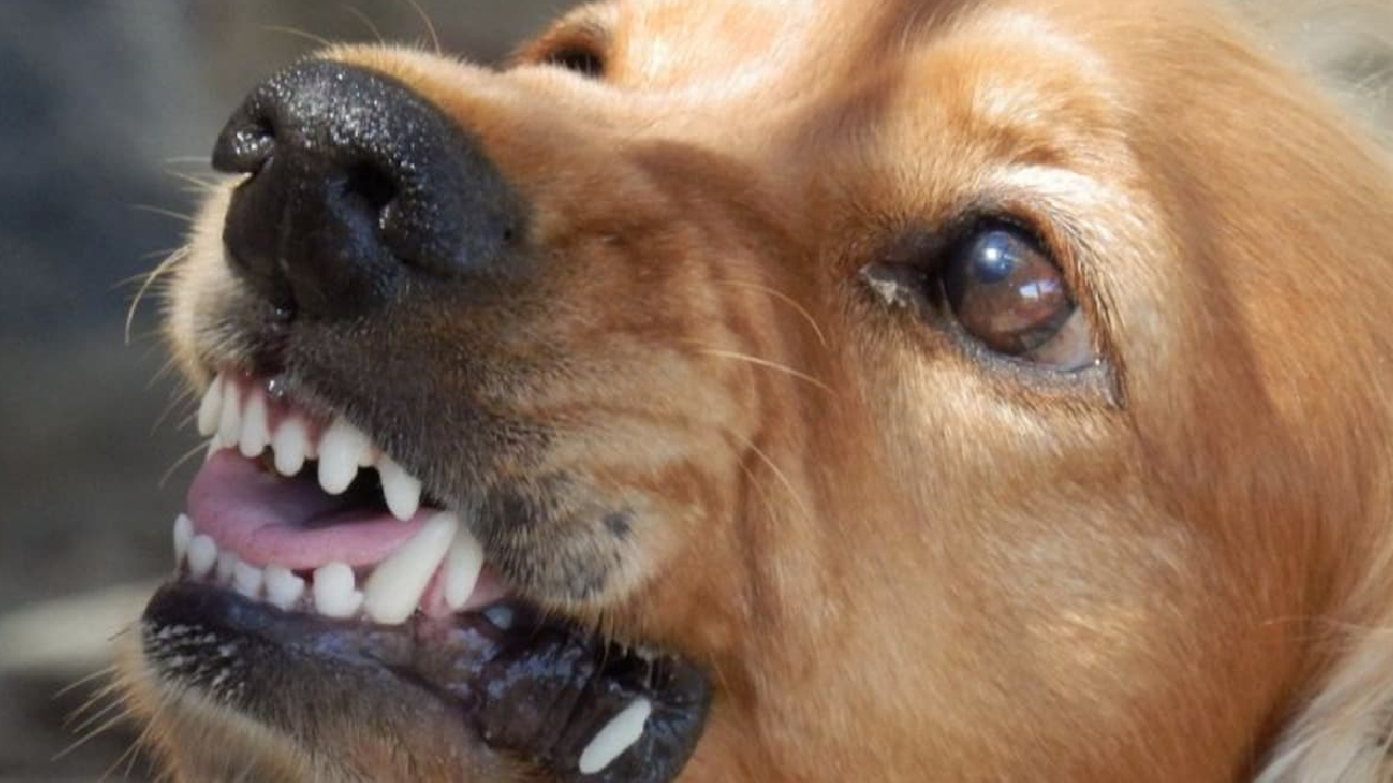 ग्वालियर में स्ट्रीट डॉग की दहशत, 1 साल में 20 हजार लोग बने डॉग बाइट्स के शिकार