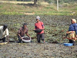 Rajasthan ERCP: 'ईआरसीपी से किसानों को होगा सबसे बड़ा फायदा', बीजेपी प्रदेशाध्यक्ष सीपी जोशी ने बताई पूरी बात