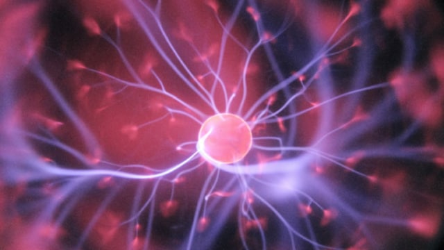 Rich in folate, leafy greens support stem cell differentiation and regeneration