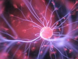 Lifestyle Expert Recommends 8 Top Foods To Boost Stem Cells For Better Recovery And Health Lifestyle Expert Recommends 8 Top Foods To Boost Stem Cells For Better Recovery And Health