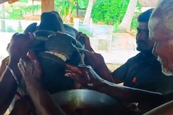 Video Shows Jallikattu Bull Being Fed Chicken, Case Against YouTuber Video Shows Jallikattu Bull Being Fed Chicken, Case Against YouTuber
