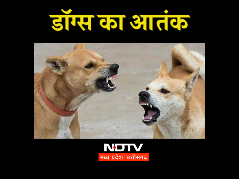 Dog Bite Cases: भोपाल-जबलपुर में बढ़ रहे हैं मामले, एडवाइजरी जारी, नगर निगम ने की पेट लवर्स से यह अपील