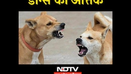 भोपाल में आवारा कुत्तों का आतंक:  डॉग बाइट्स के बढ़ते मामलों के बीच नगर निगम ने बनाया मेगा प्लान
