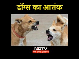 भोपाल में आवारा कुत्तों का आतंक:  डॉग बाइट्स के बढ़ते मामलों के बीच नगर निगम ने बनाया मेगा प्लान