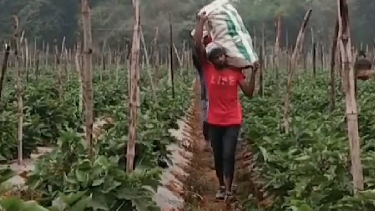 सूरजपुर में इजरायली तकनीक से खेती, G-20 में भी यहां से पहुंची थी सब्जियां