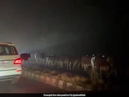 "World's First Oxpressway": Akhilesh Yadav's Swipe At UP Government "World's First Oxpressway": Akhilesh Yadav's Swipe At UP Government