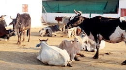 Inside Madhya Pradesh's Cow Shelters, Never Ending Wait For Funds