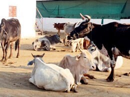 Inside Madhya Pradesh's Cow Shelters, Never Ending Wait For Funds