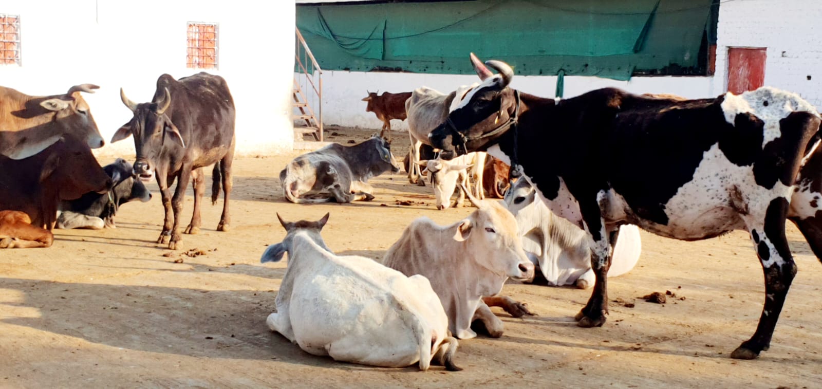 Inside Madhya Pradesh’s Cow Shelters, Never Ending Wait For Funds Inside Madhya Pradesh’s Cow Shelters, Never Ending Wait For Funds
