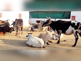 Cow Races To 3rd Floor Of Pune Building To Escape Stray Dogs, Rescued Cow Races To 3rd Floor Of Pune Building To Escape Stray Dogs, Rescued