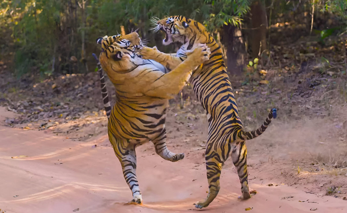 इलाके को लेकर आपस में भिड़ गए दो बाघ, दहाड़ सुनकर डर से कांप उठेगा कलेजा