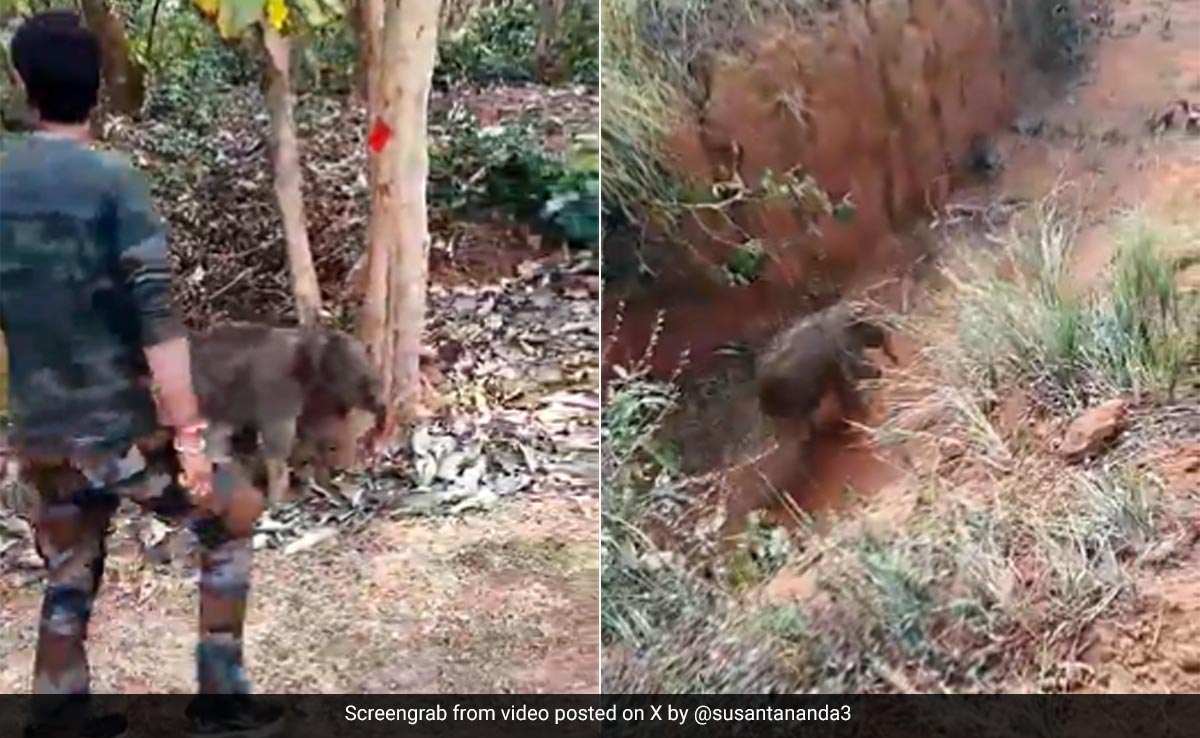 ''Happy Ending'': Baby Elephant Reunited With Mother After Rescue In Odisha