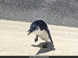 Penguin Found At New Zealand Airport Just Before Takeoff: "Unusual Little Visitor" Penguin Found At New Zealand Airport Just Before Takeoff: "Unusual Little Visitor"