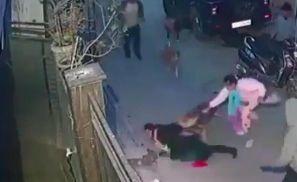 2-Year-Old Attacked By Dogs In Delhi, Mother Falls To Ground While Rescuing