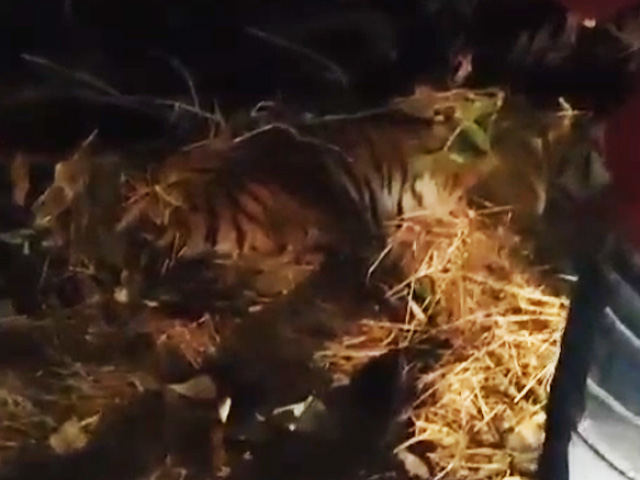 Tiger Dies After Being Hit By Speeding Car In Uttarakhand