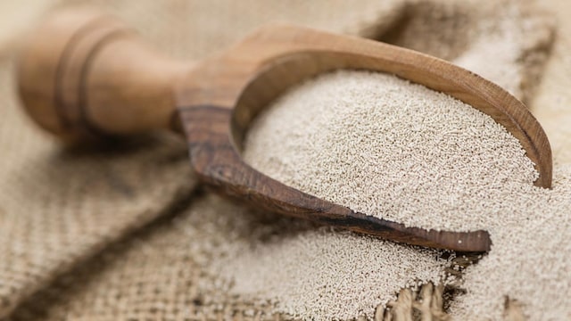 Nutritional yeast contains all the essential amino acids,